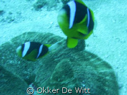 Smile by Okker De Witt 